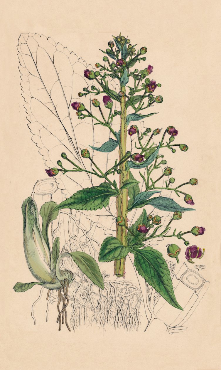 Scrophularia Ehrharti. Ehrhartova voda-betonie, 19. století od Unbekannt