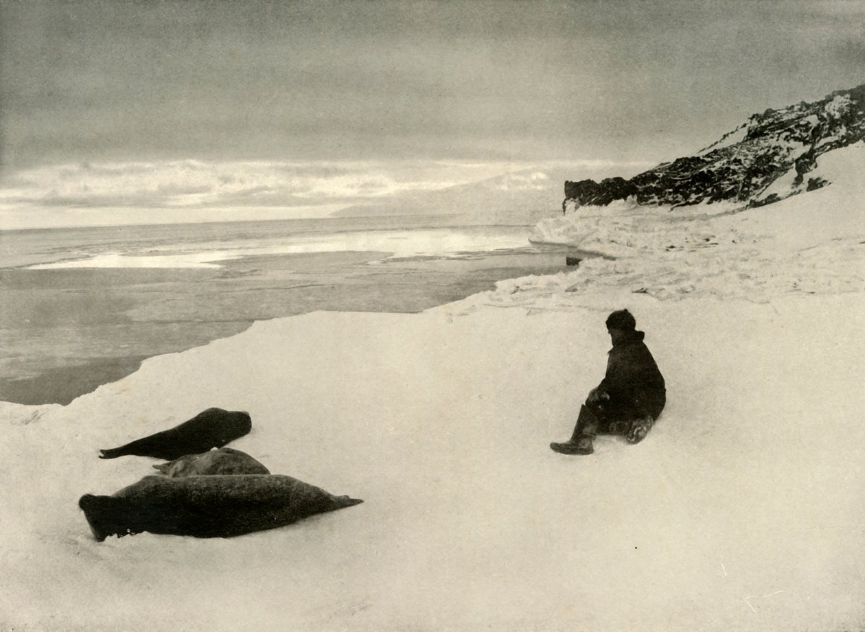 Seals at the Ice-Edge, c1908, 1909 od Unbekannt