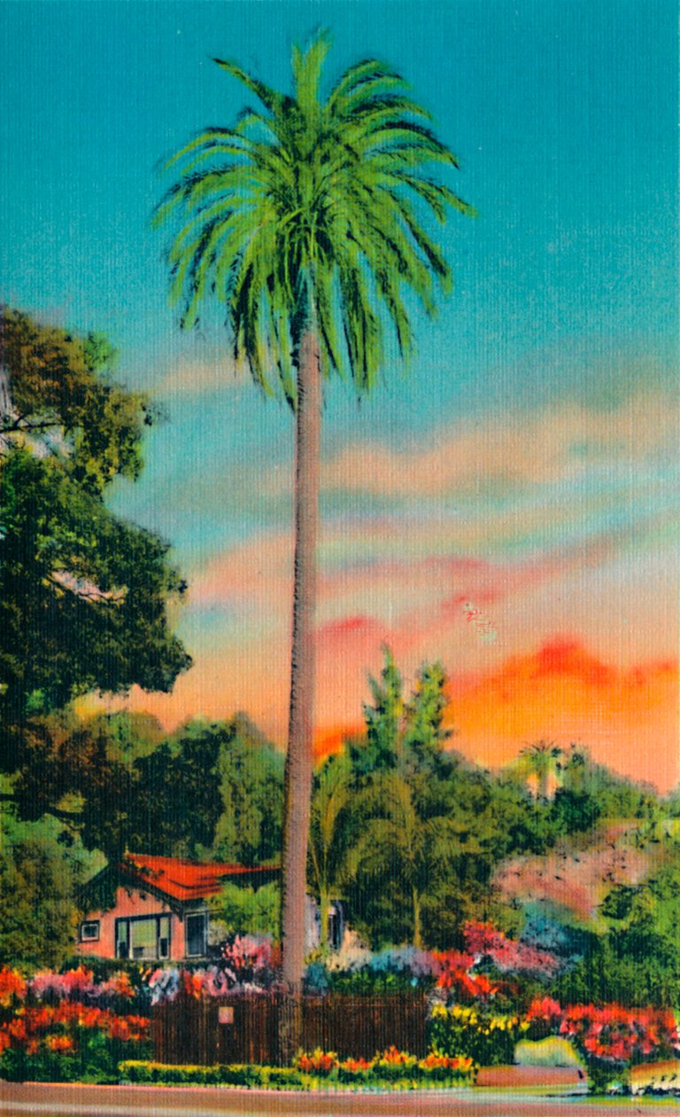 Serra Palm. První palma v Kalifornii, c1941 od Unbekannt