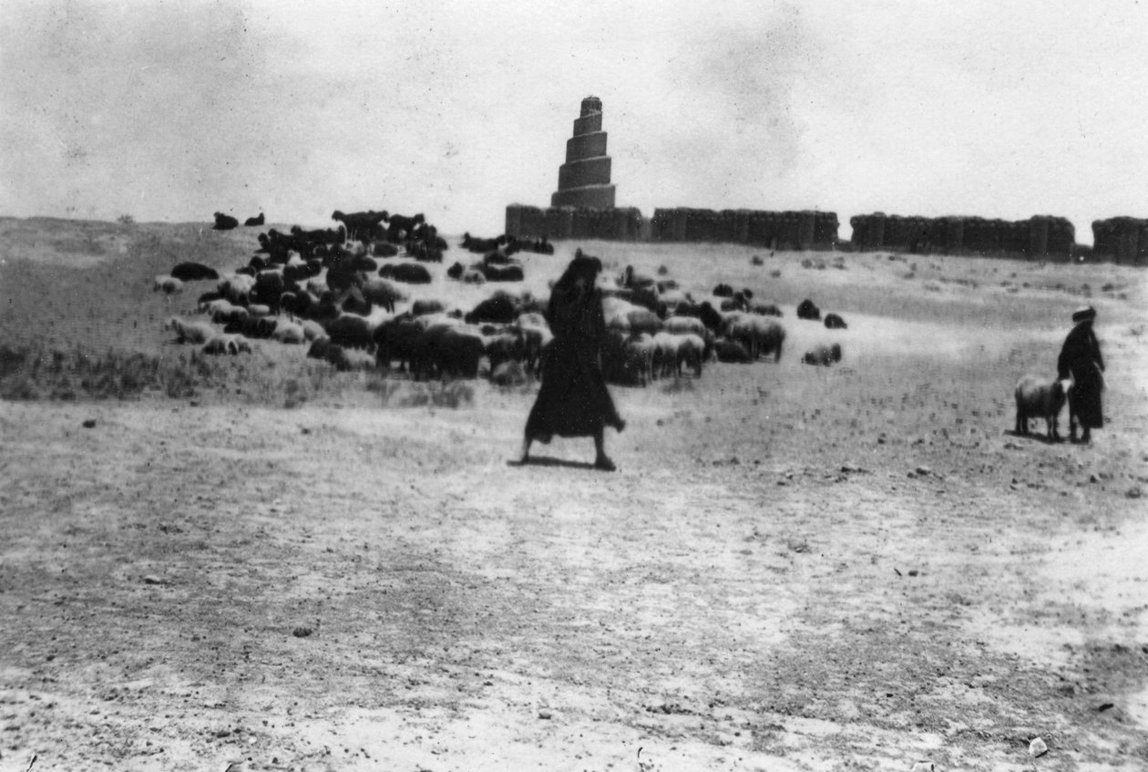 Ovce pasoucí se mimo Samarra, Mezopotámie, 1918 od Unbekannt