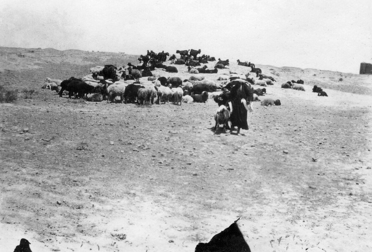 Ovce pasoucí se mimo Samarra, Mezopotámie, 1918 od Unbekannt