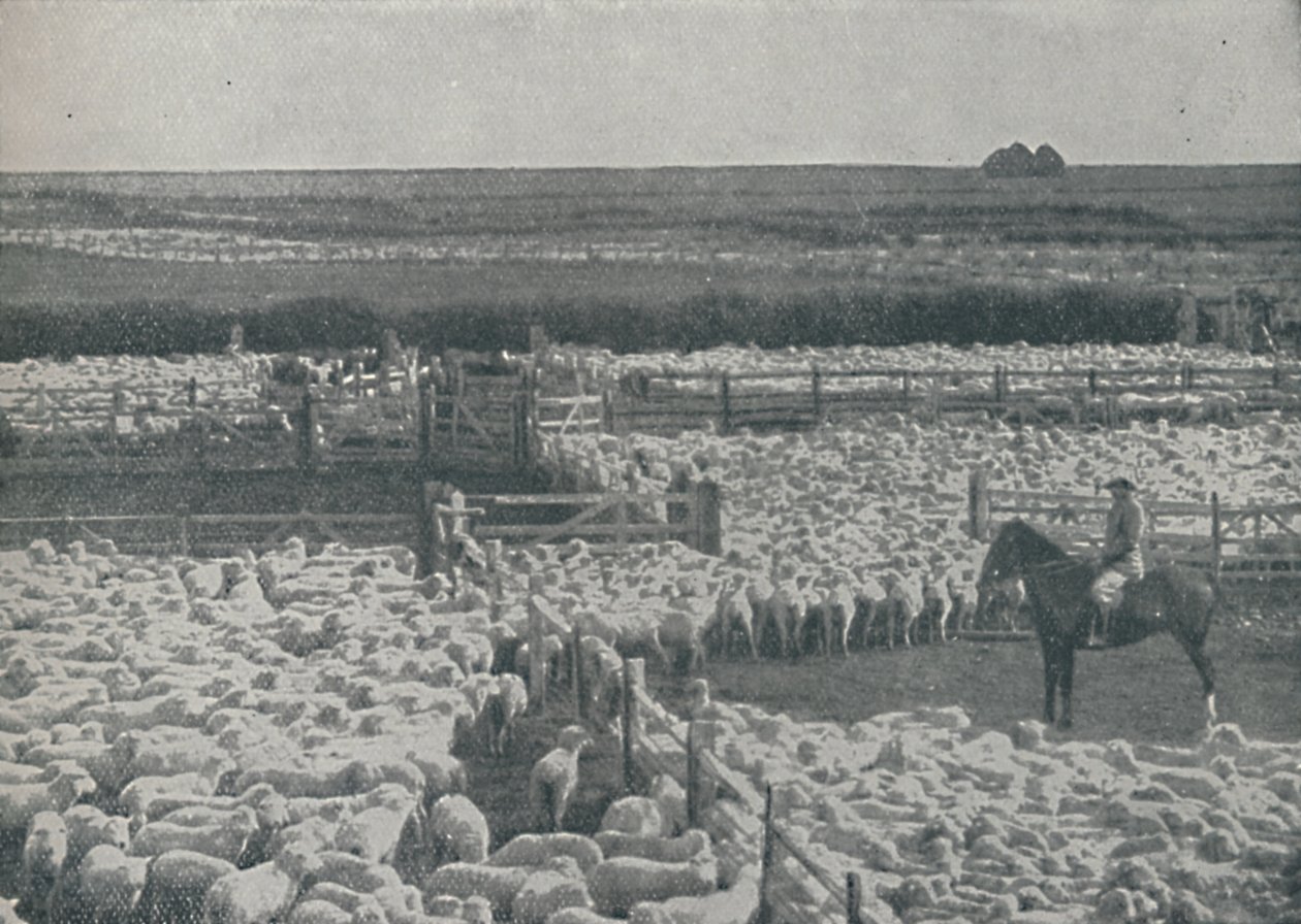 Ovčíny v Austrálii, 1910 od Unbekannt