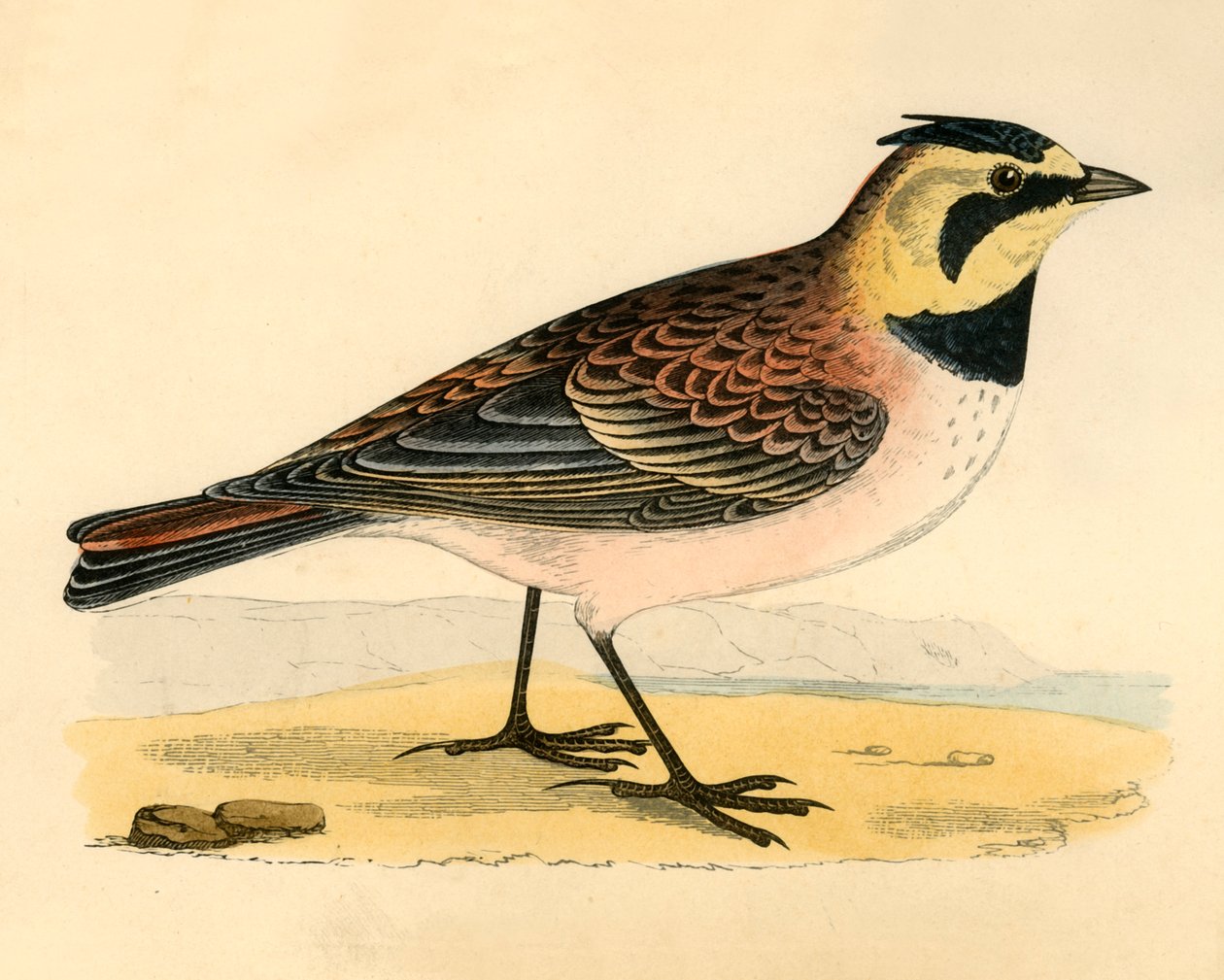 Shore Lark, konec 19. století. od Unbekannt