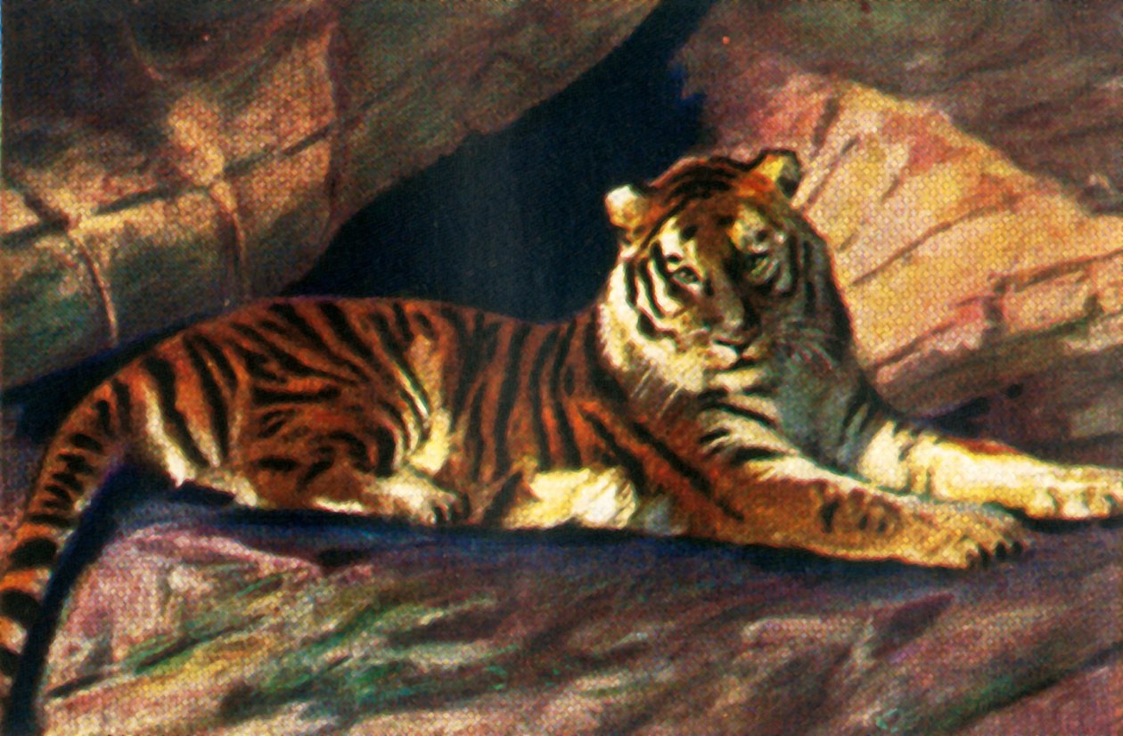 Sibiřský tygr, c1928. od Unbekannt