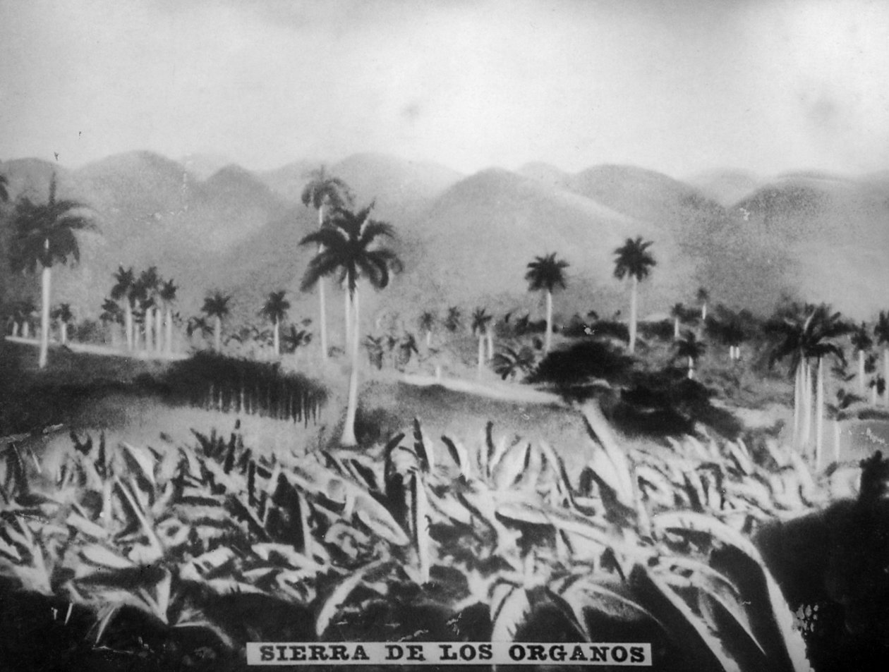 Sierra de los Organos, 1896, 20. léta 20. století od Unbekannt