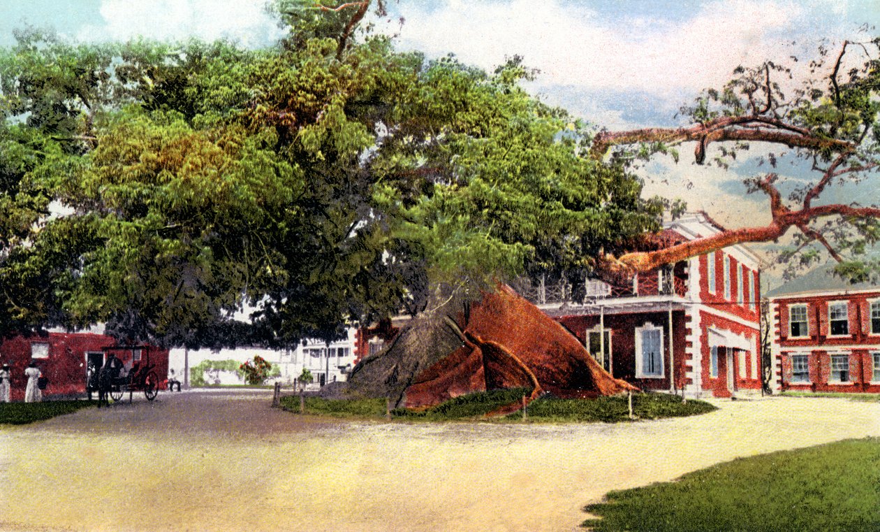 Silk Cotton Tree, Nassau, New Providence, Bahamy, 1900 od Unbekannt