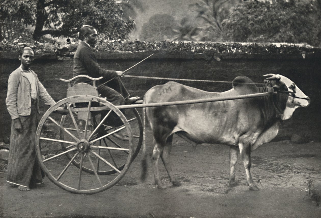 Sinhálský zebu hodinový stroj, 1926 od Unbekannt