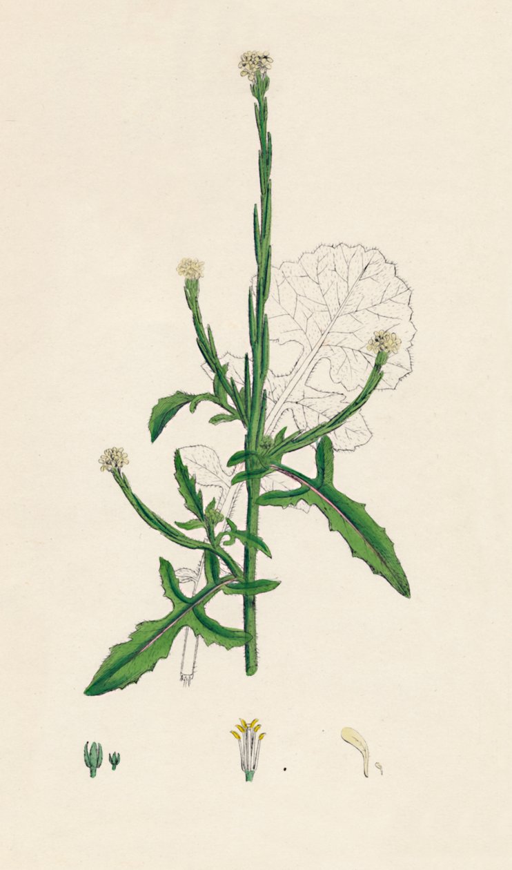 Sisymbrium officinale. Hořčice obecná, 19. století od Unbekannt
