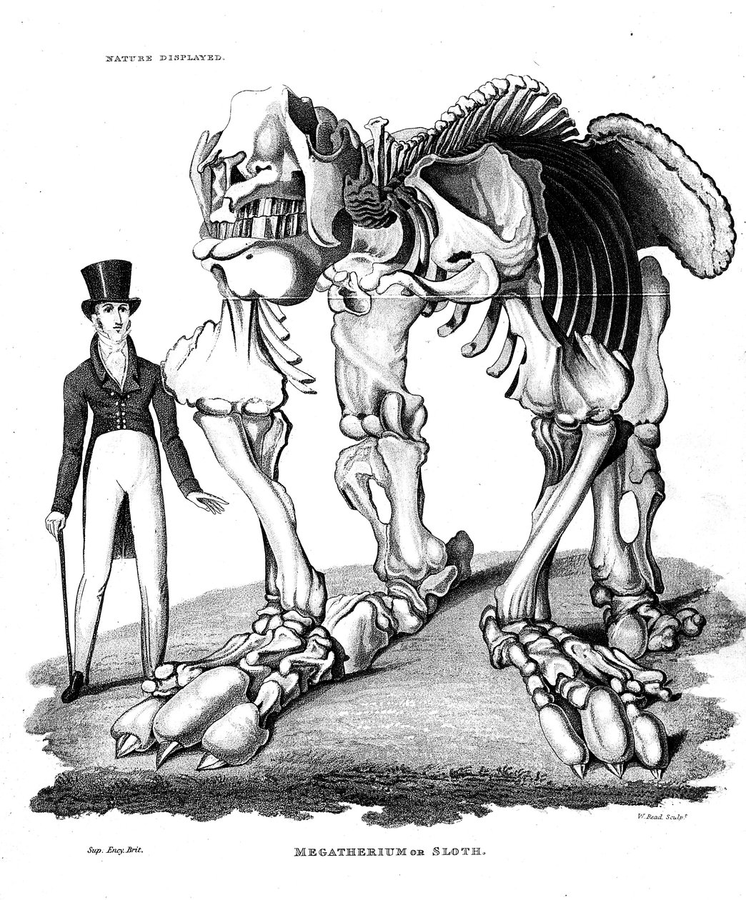 Kostra Megatheria, vyhynulý obří pozemní lenochod, 1823 od Unbekannt