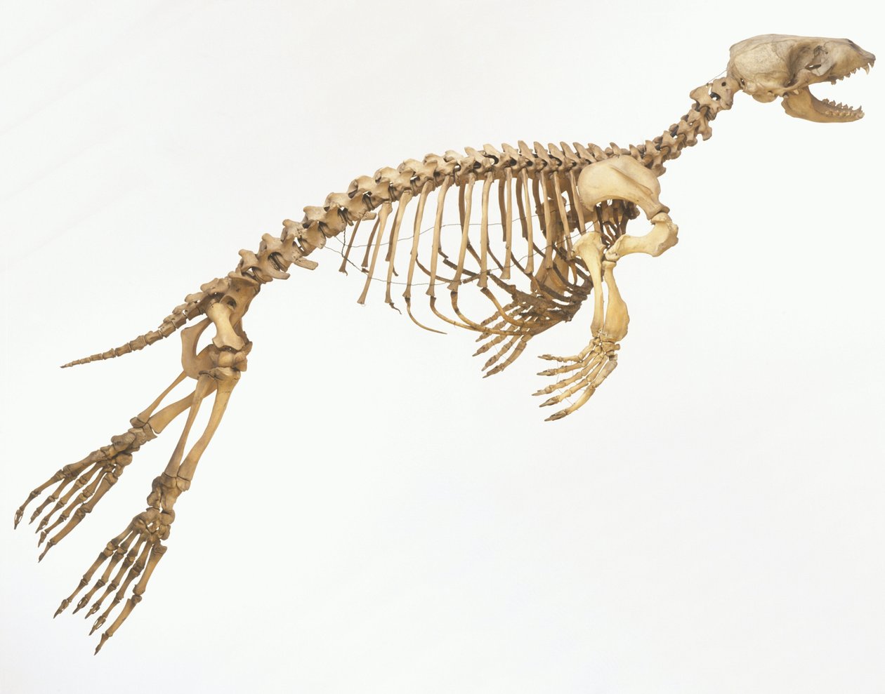 Kostra tuleně obecného (Phoca vitulina) „v pohybu“, boční pohled ©Dave King/Dorling Kindersley/UIG/Leemage od Unbekannt