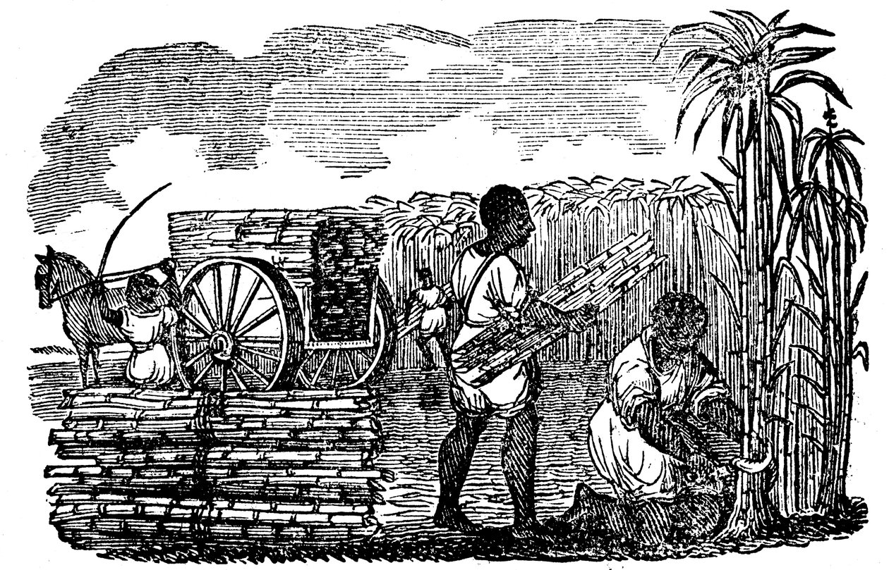 Otroci sklízejí cukrovou třtinu v Louisianě, 1833 od Unbekannt