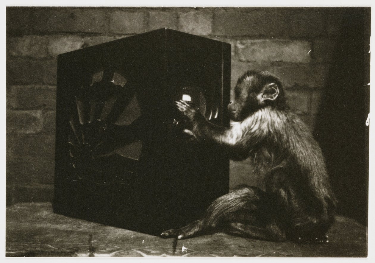 Malá opička hrající si s ciferníky v rádiu, pořízená neznámým fotografem asi v roce 1935 od Unbekannt