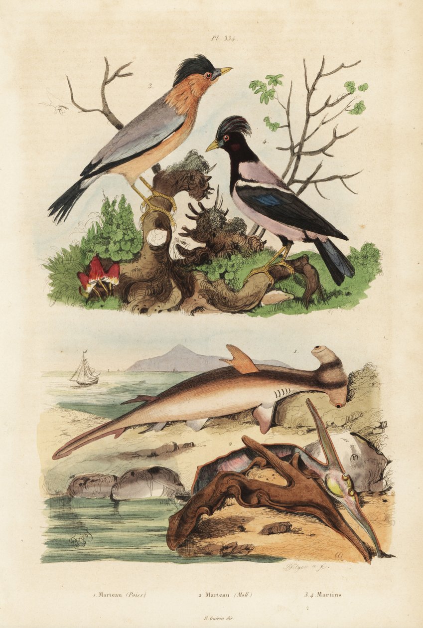 Kladivoušek hladký, Sphyrna malleus 1, ústřice kladívková, Malleus malleus 2, brahminy myna, Sturnia pagodarum 3 a špaček růžový, Pastor roseus 4 od Unbekannt