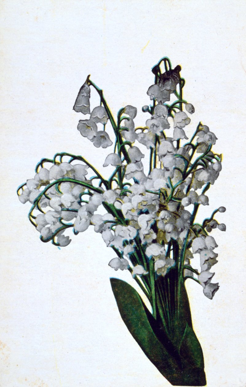 Sněženka, francouzská květinová pohlednice, c1900 od Unbekannt