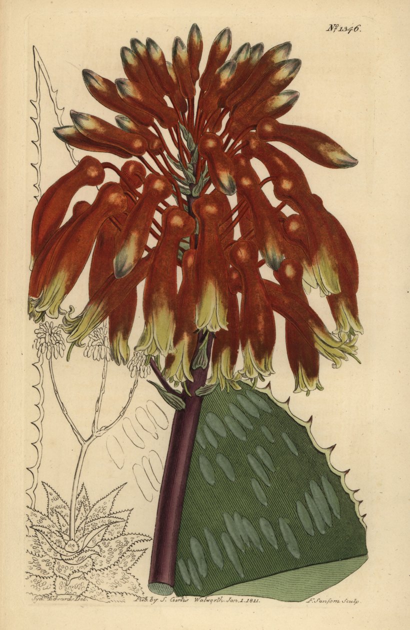 Mýdlové aloe nebo zebra aloe, Aloe maculata (největší běžné mýdlové aloe, Aloe saponaria latifolia) od Unbekannt