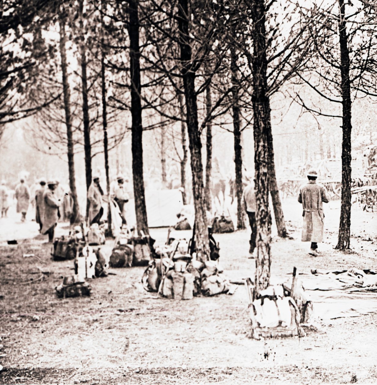 Vojáci a smečky v lesích, c1914-c1918 od Unbekannt