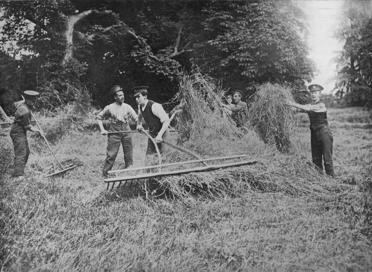 Vojáci pomáhající farmářům při nabírání sena, 1915 od Unbekannt