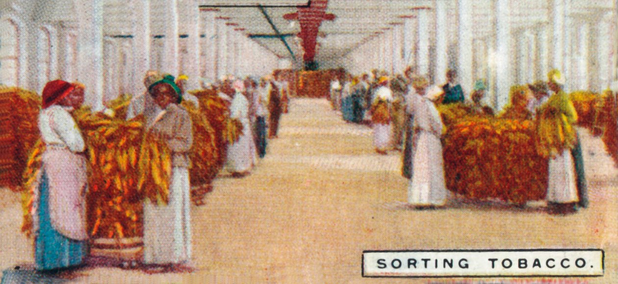 Třídění tabáku, 1926 od Unbekannt