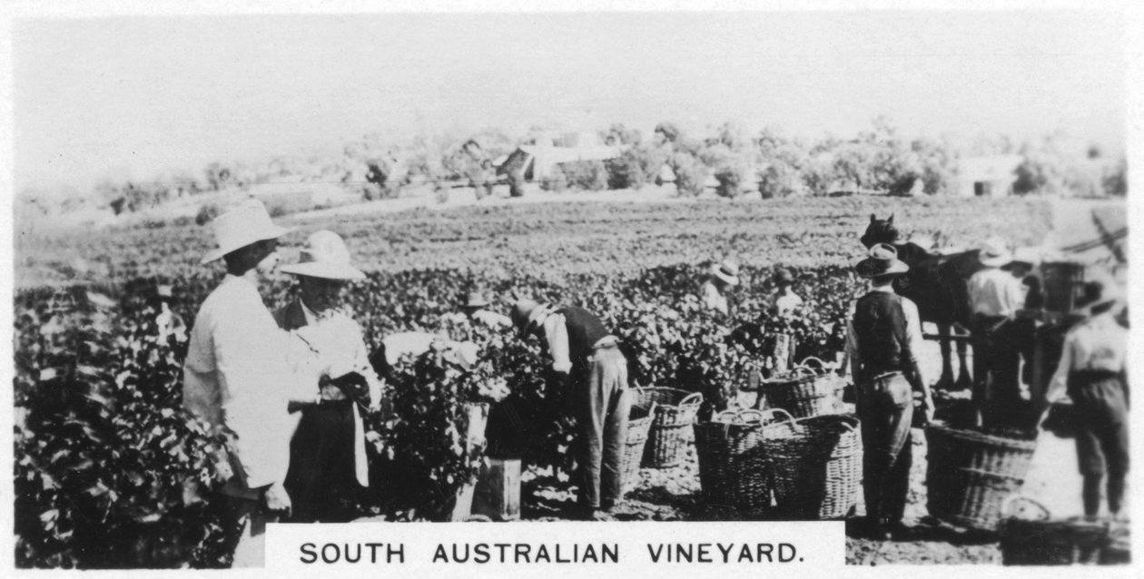 Jihoaustralská vinice, 1928 od Unbekannt