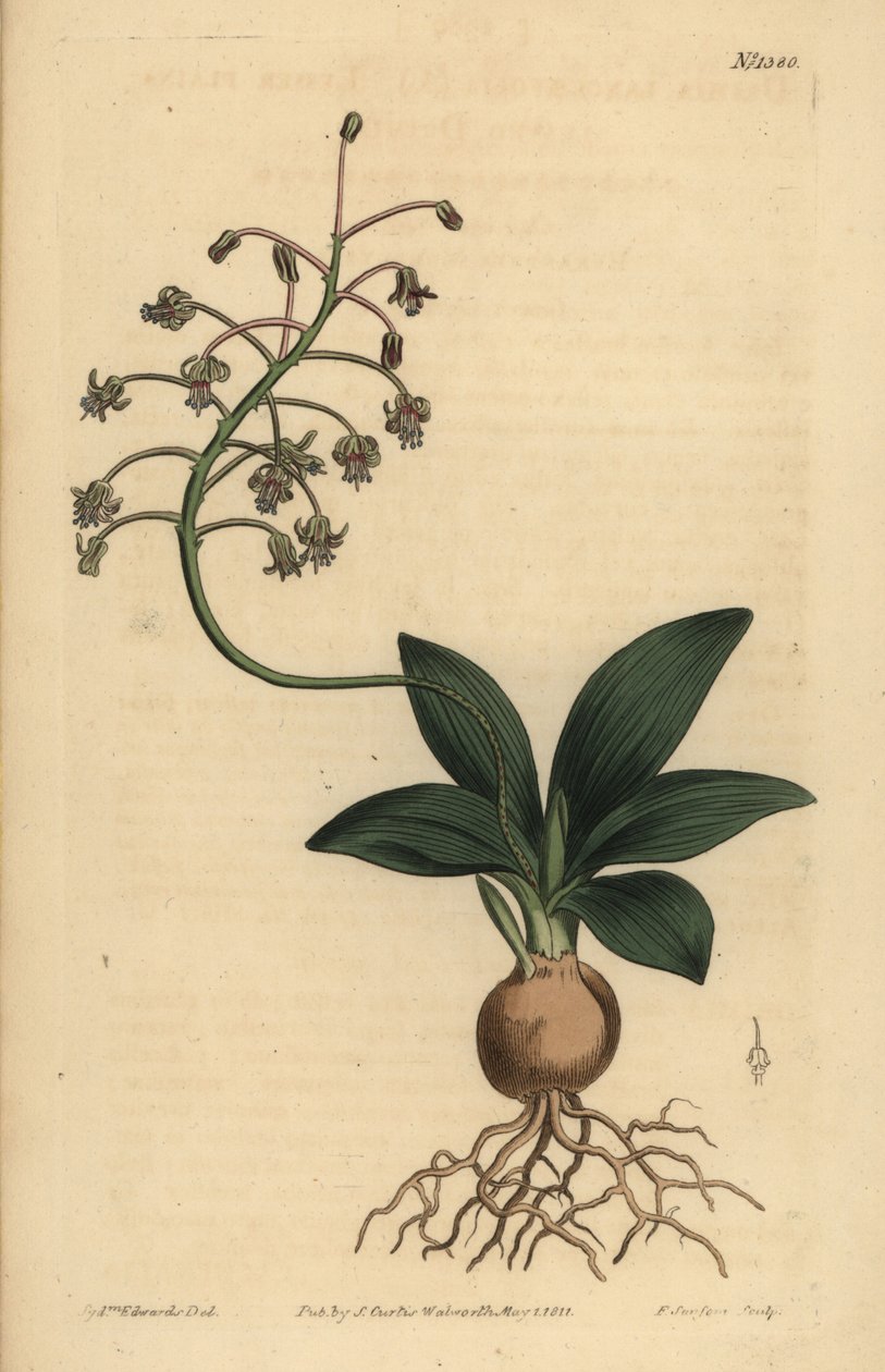 Squill jihoindický, Ledebouria revoluta (drimia malolistá, Drimia lanceaefolia) od Unbekannt