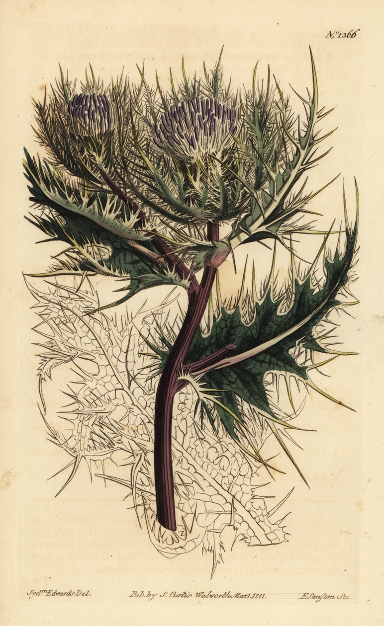 Bodlák ostnitý, Cirsium spinosissimum (Cnicus spinosissimus) od Unbekannt