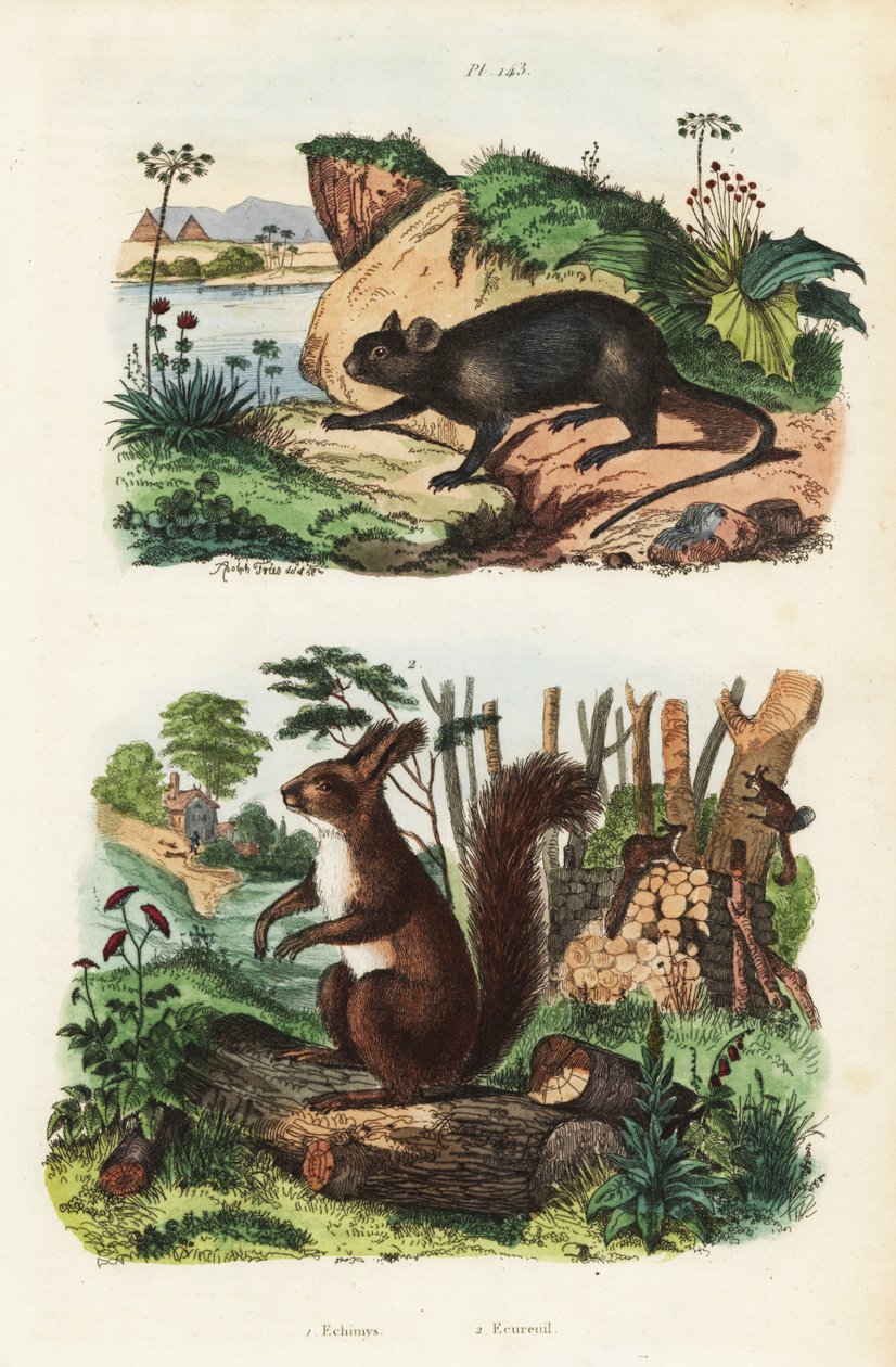 Krysa ostnitá, Echimys chrysurus 1 a veverka obecná, Sciurus vulgaris 2 od Unbekannt