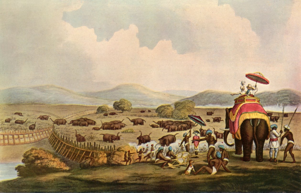 Sport v Indii – Hnací slony do Keddy, c1808, 1901. od Unbekannt