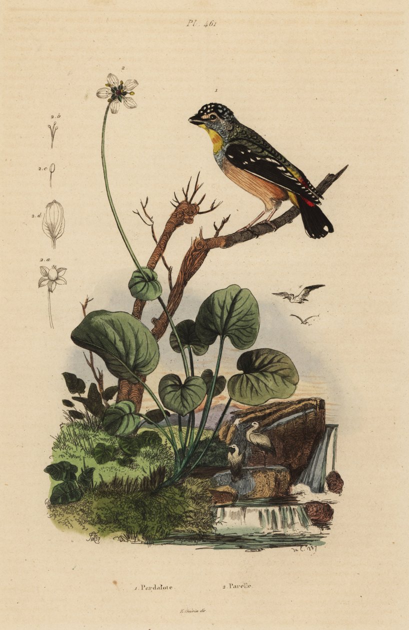 Pardalot skvrnitý, Pardalotus punctatus od Unbekannt