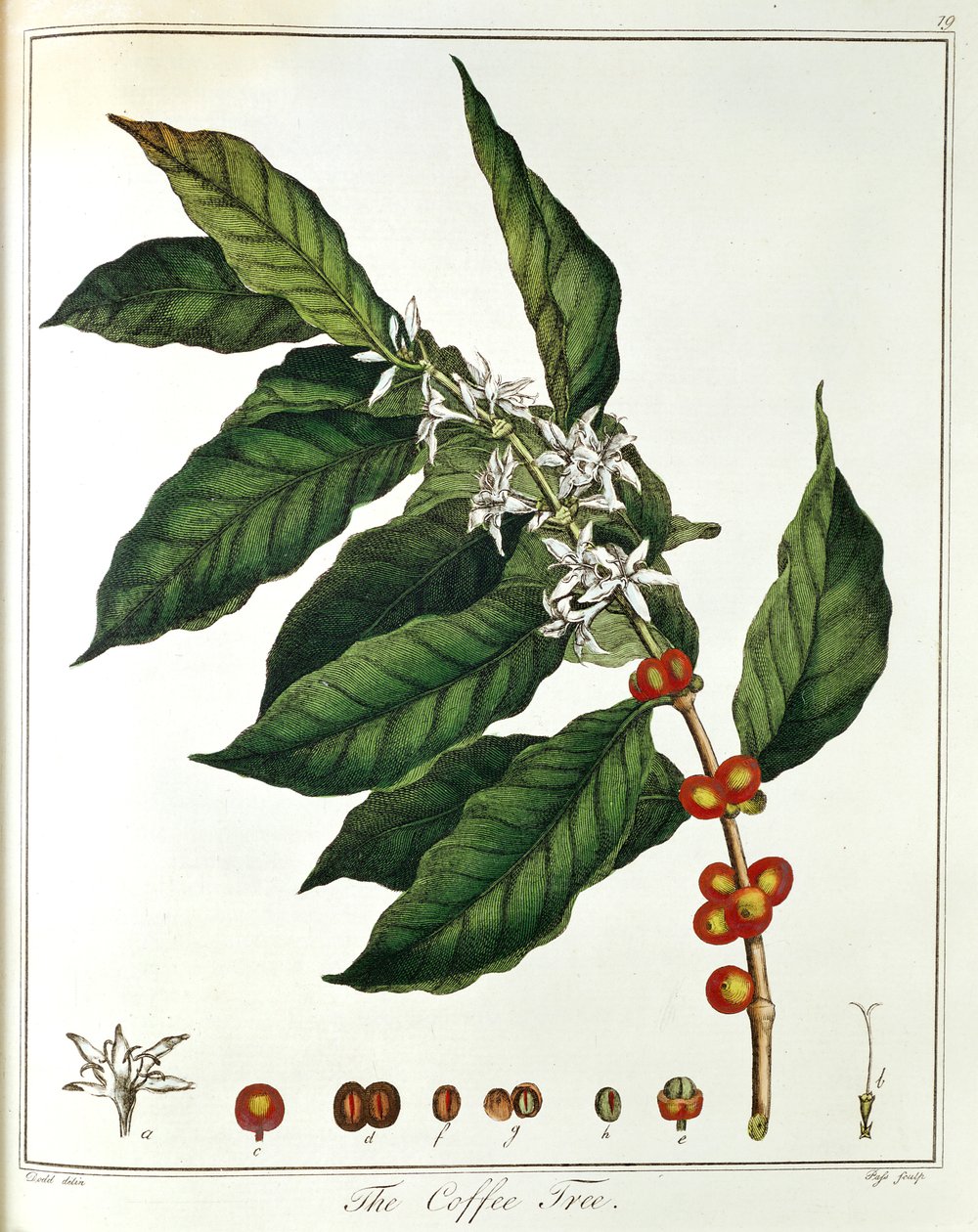 Snítka kávy Coffea arabica s květinami a fazolemi, 1798 od Unbekannt