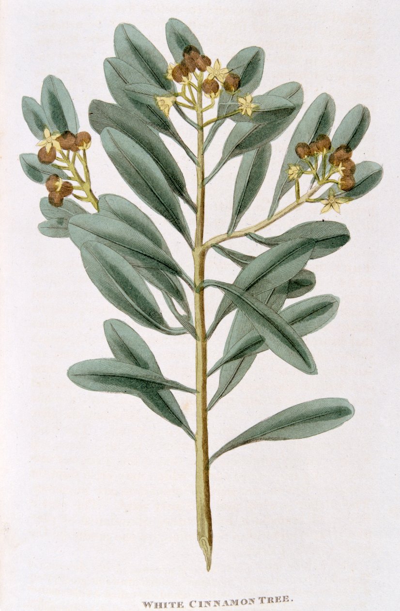 Snítka bílé skořice Canella alba, 1823 od Unbekannt