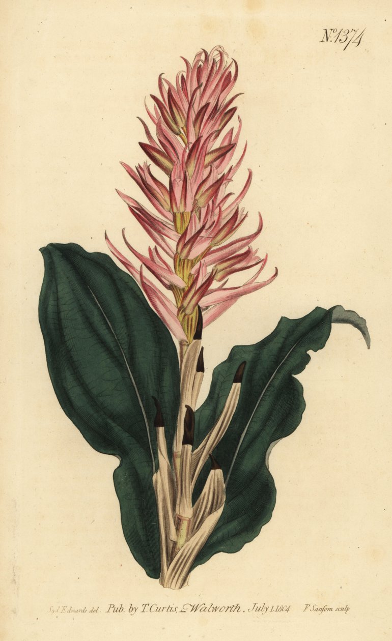 Orchidej Stenorrhynchos speciosum (neottia červenokvětá, Neottia speciosa) od Unbekannt