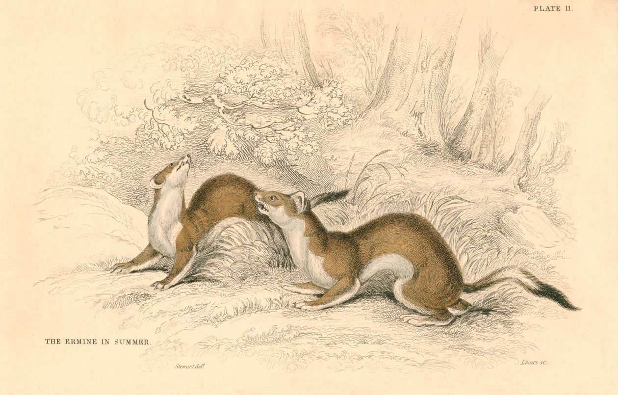 Lasice Mustela erminea, člen rodiny lasicovitých, 1828 od Unbekannt
