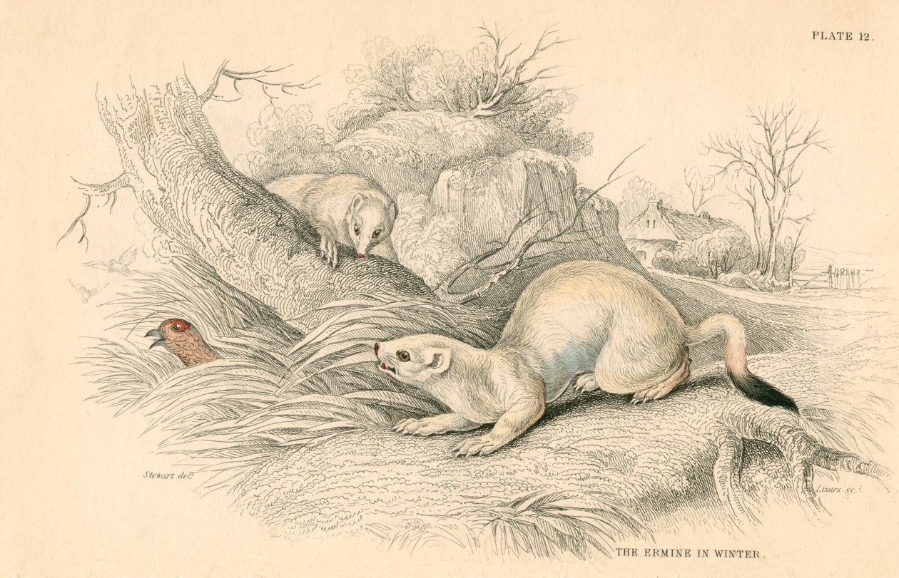 Lasice Mustela erminea, člen rodiny lasicovitých, 1828 od Unbekannt