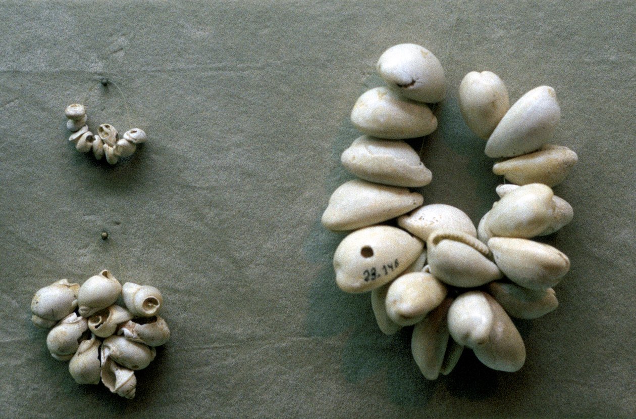 Struny mušlí Cowrie od Unbekannt