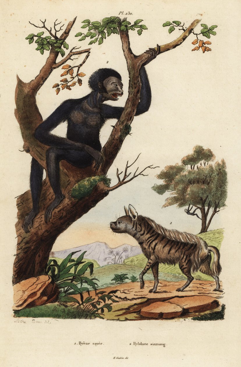 Hyena pruhovaná, Hyaena hyaena 1, a siamang, Symphalangus syndactylus, ohrožený 2 od Unbekannt