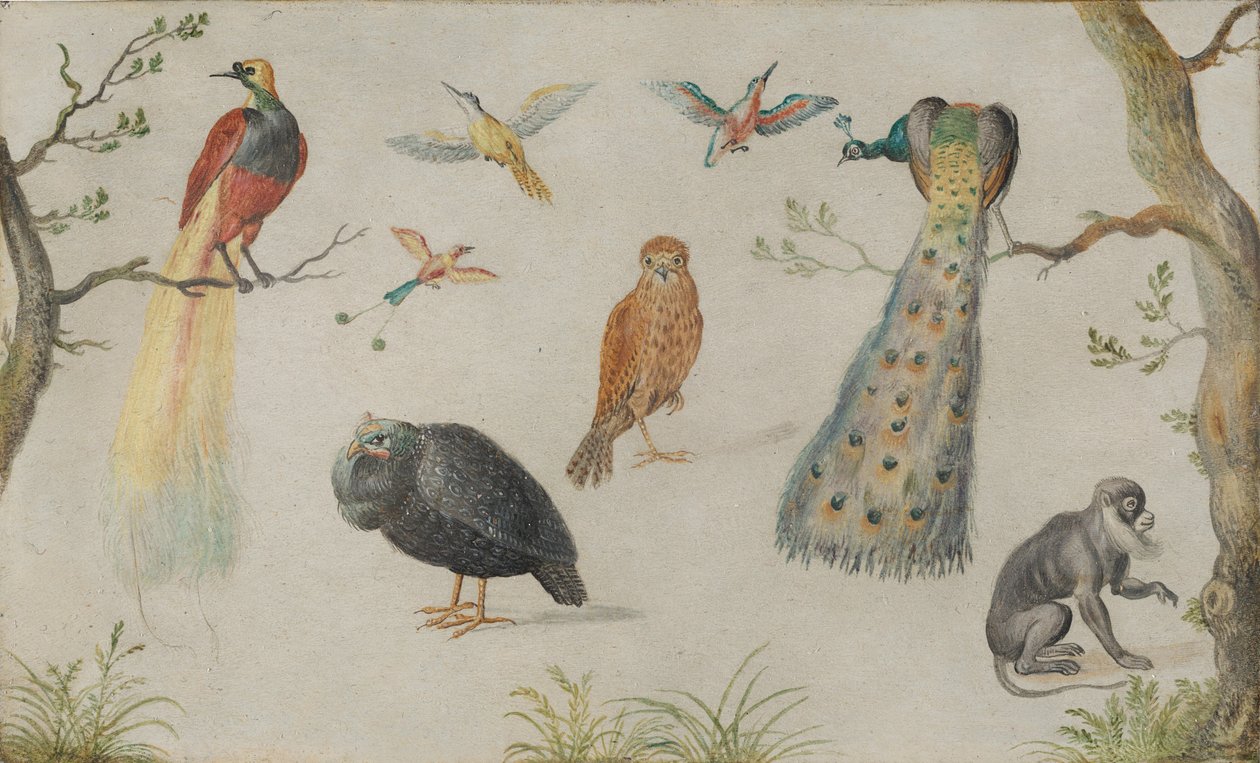 Studie ptáků a opic, 16601670. od Unbekannt