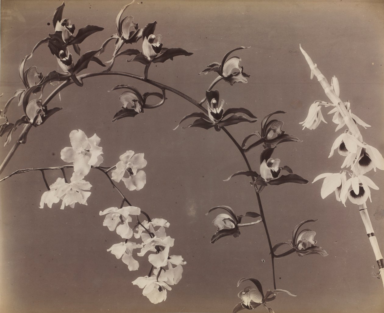 Studium orchidejí, c. 70. léta 19. století. od Unbekannt