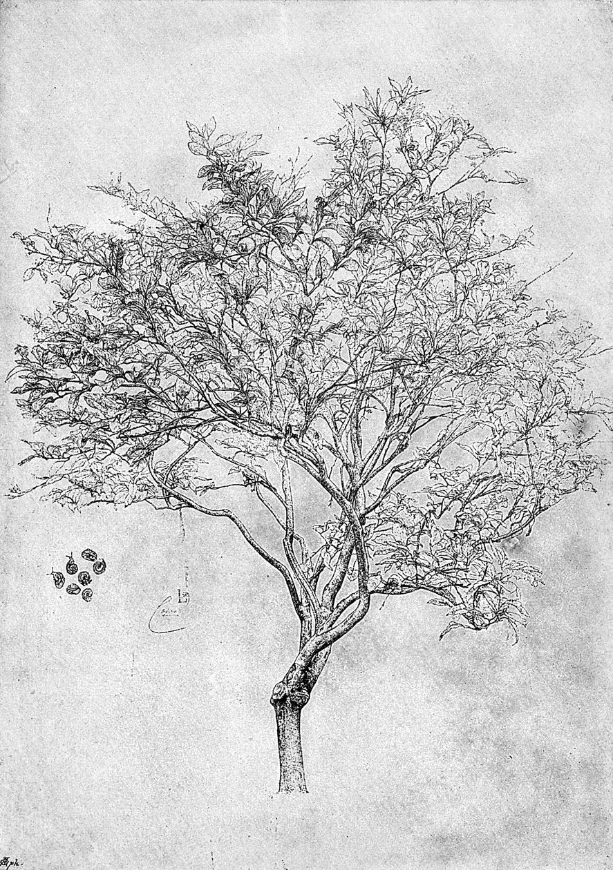Studie o citroníku, 1899 od Unbekannt