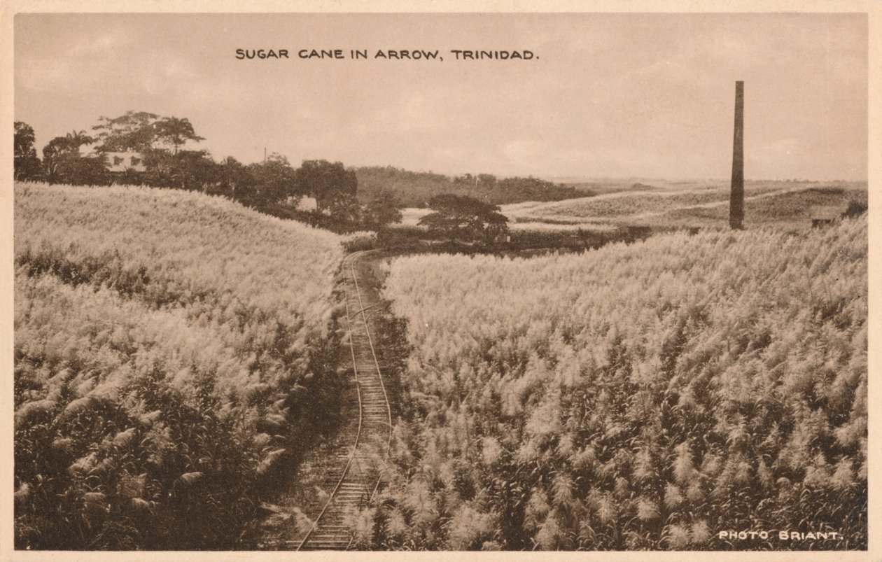 Cukrová třtina v Arrow Trinidad, c1900 od Unbekannt