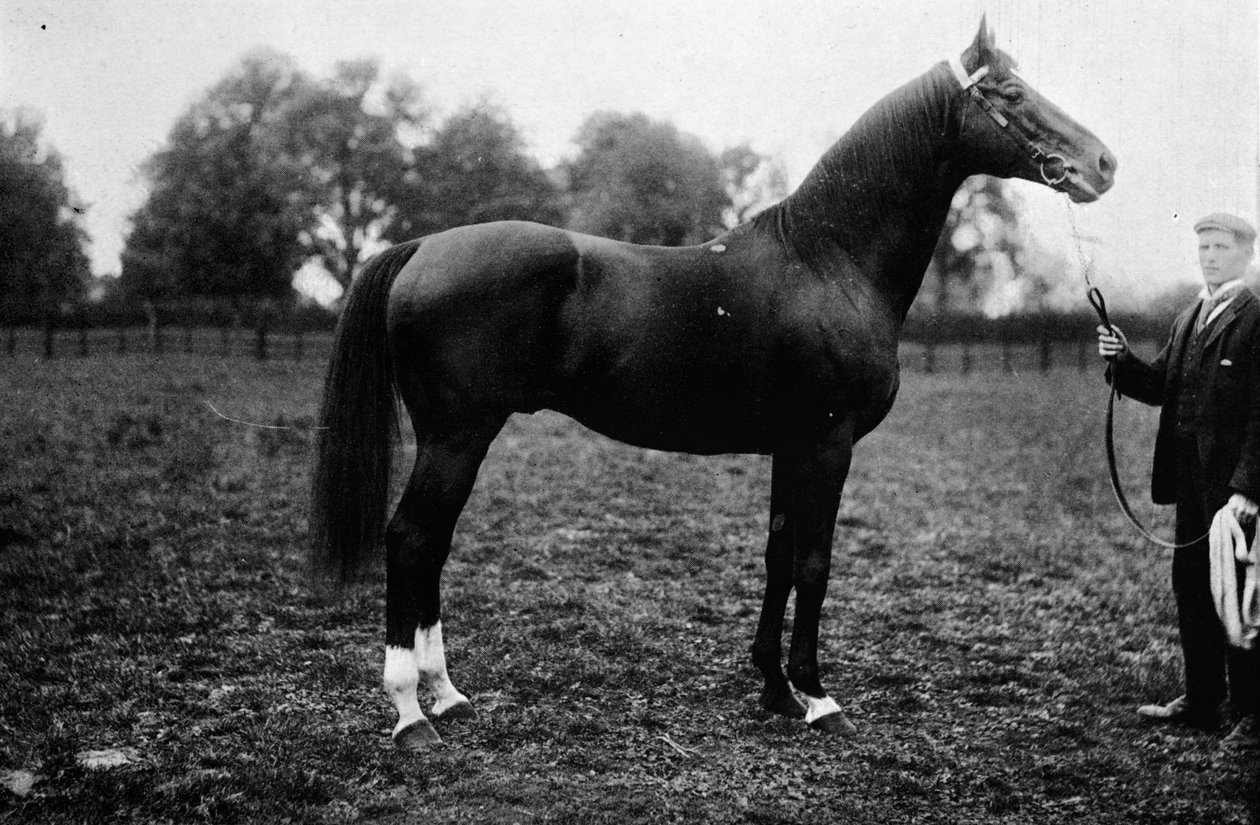 Surefoot, 1911 od Unbekannt