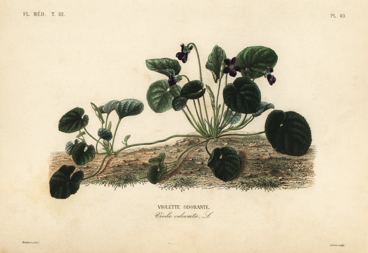 Fialka sladká nebo fialka zahradní, Viola odorata, Fialka sladká od Unbekannt