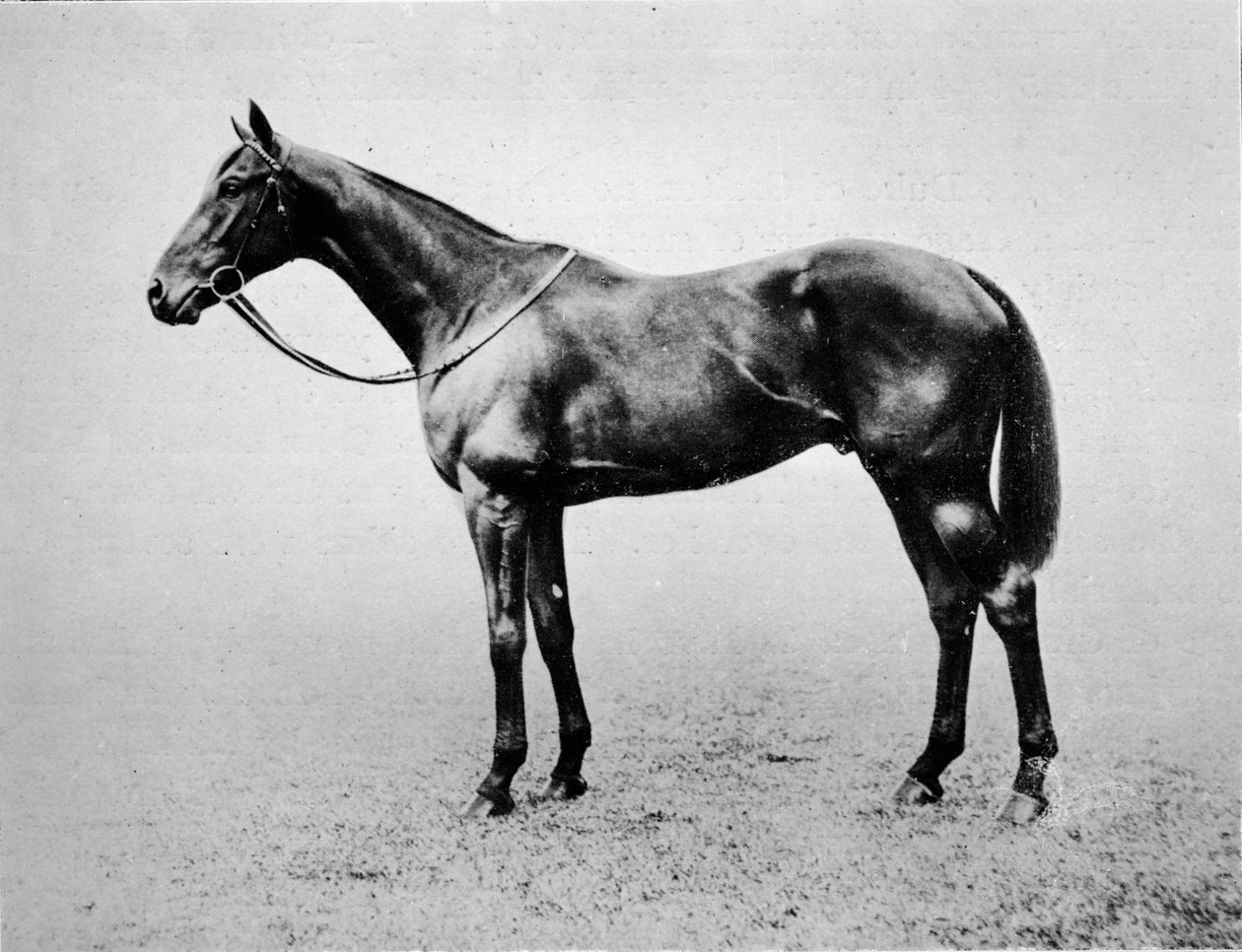 Swynford, 1907-1928, 1911 od Unbekannt