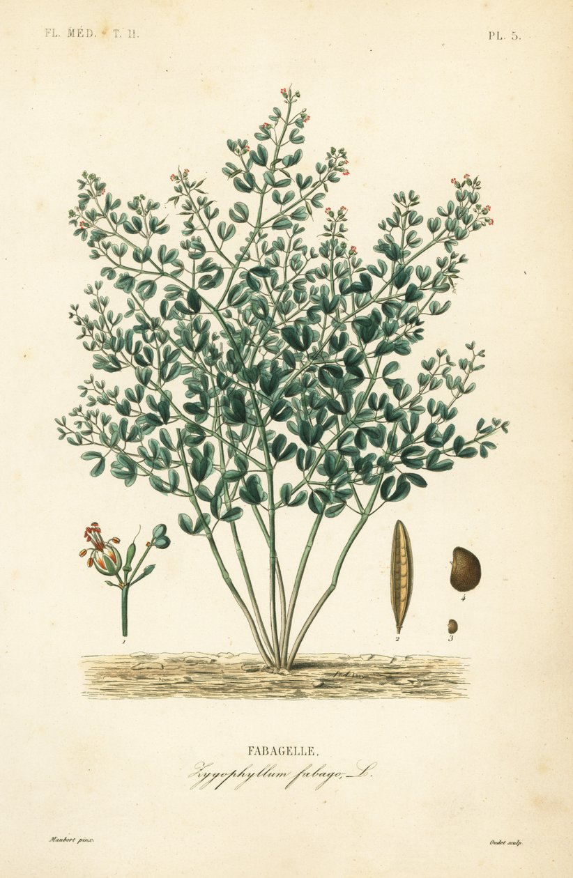 Syrský fazol-kapar, Zygophyllum fabago, Fabagelle od Unbekannt