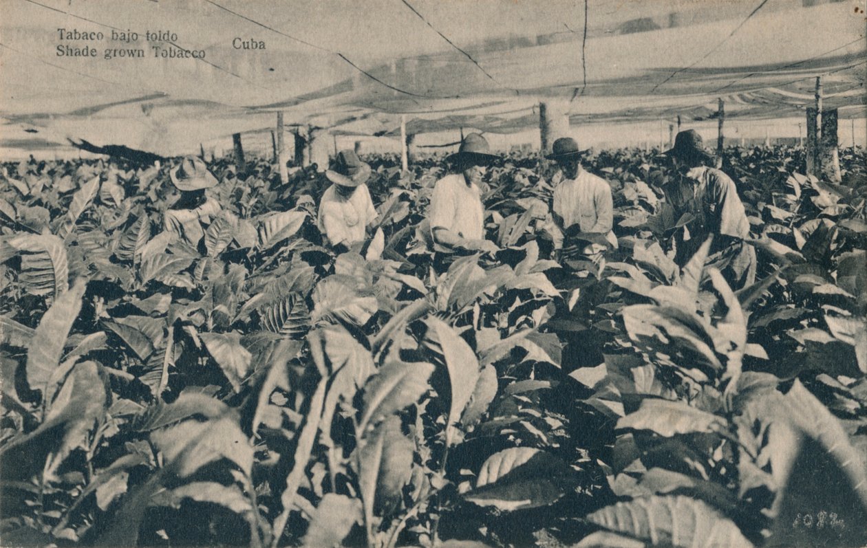Tabák pod markýzou. Shade pěstovaný tabák - Kuba, c1900 od Unbekannt