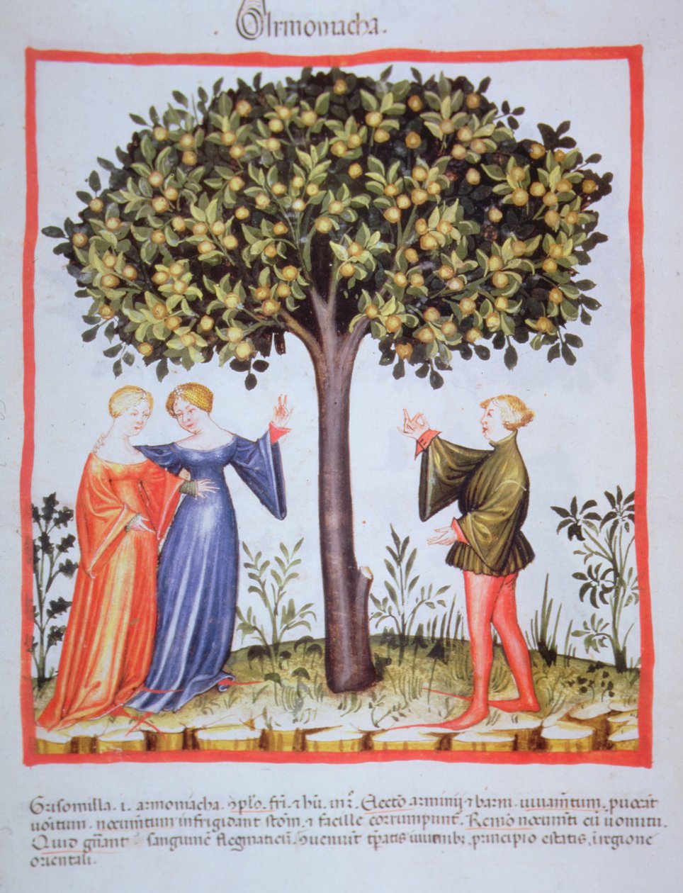 "Tacunum Sanitatis" Codex Vindobonensis Nova Series 2644, fol. 9, Sbírání meruněk, Miniaturní (1370-1400) (barva na papír) od Unbekannt