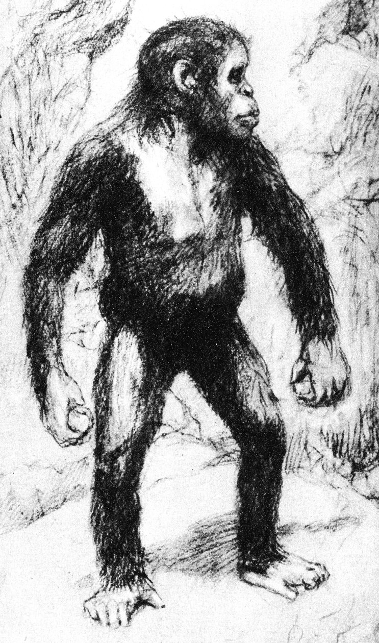 Taungs Ape-Man od Unbekannt