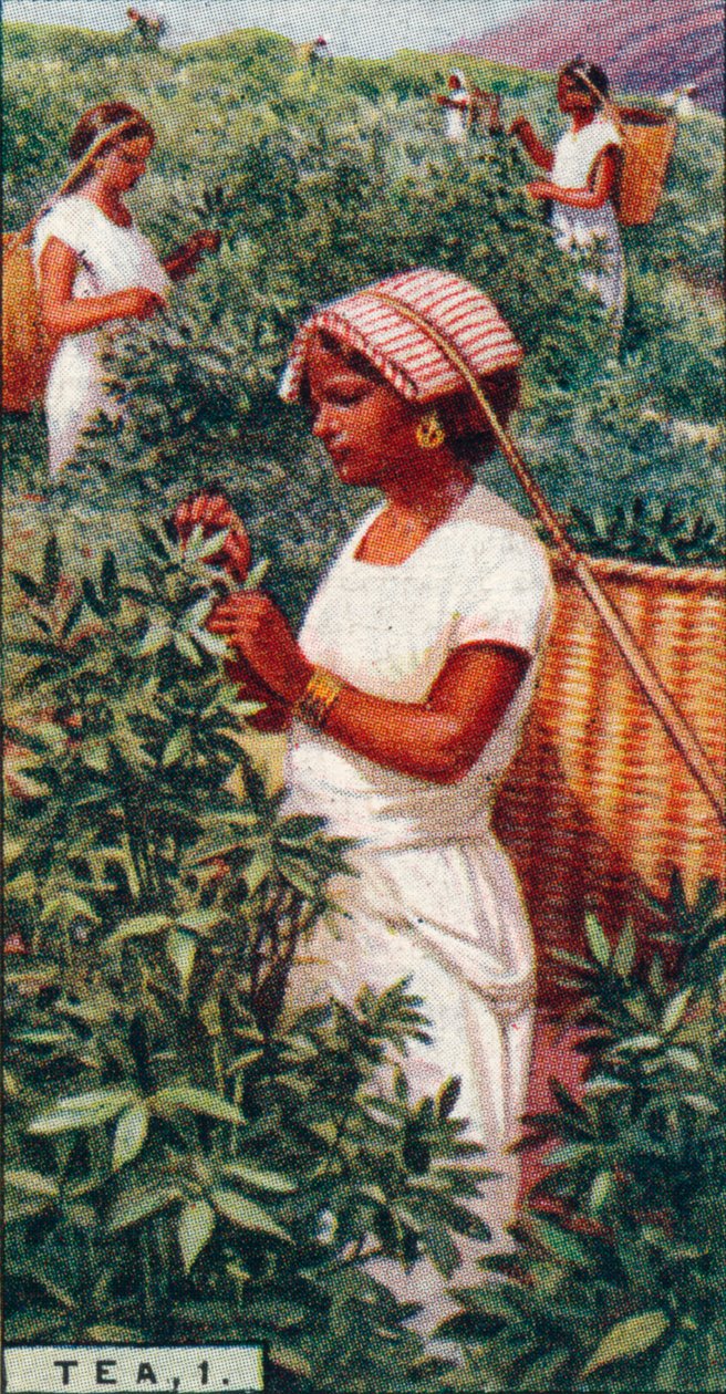 Čaj, 1. - Trhání listů, Cejlon, 1928 od Unbekannt