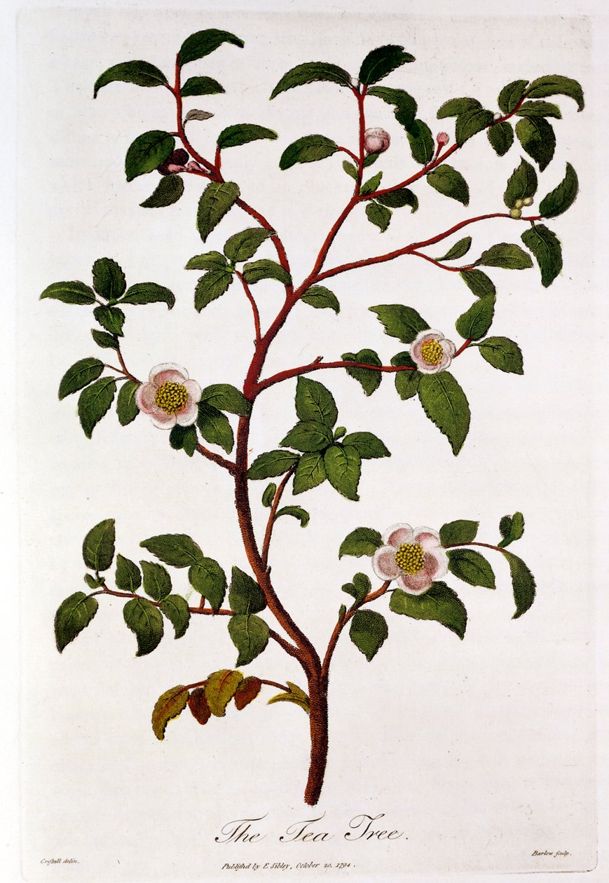 Čaj: větev Camellia sinensis, 1798 od Unbekannt