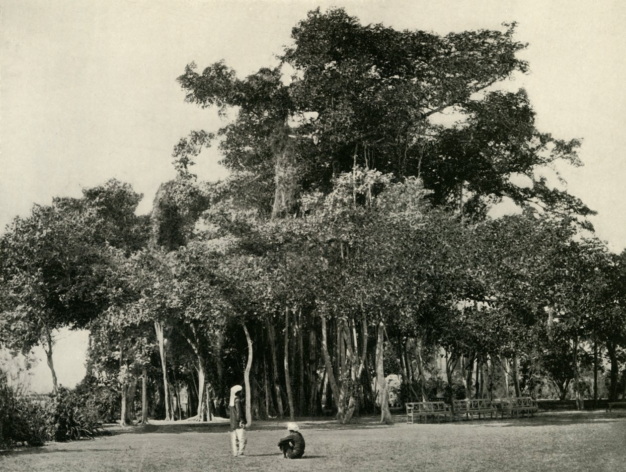 Banyan Tree, Barrackpore, 1870, 1925. od Unbekannt