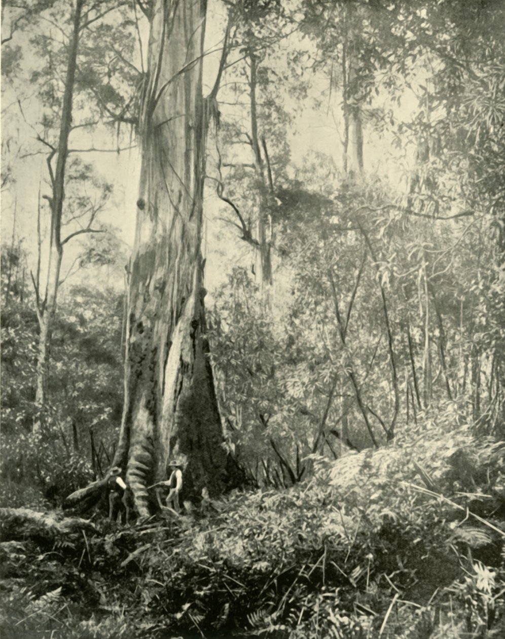 Baron, významný vysoký strom, 1901. od Unbekannt